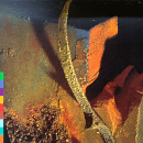 cMusttMustt.gif (17349 bytes)