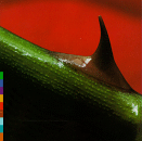 cNightSong (14160 bytes)